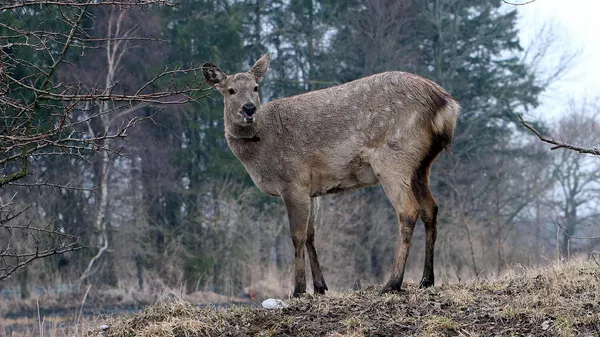 Косуля в заповеднике