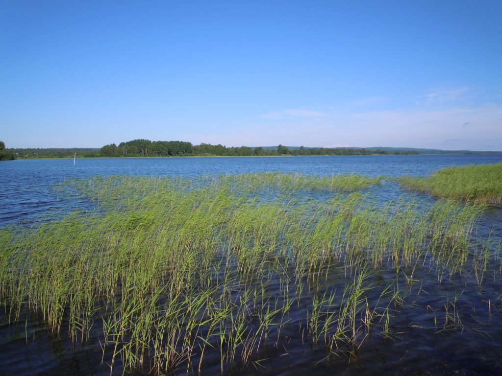 Tävling “Ekologiska sagan”